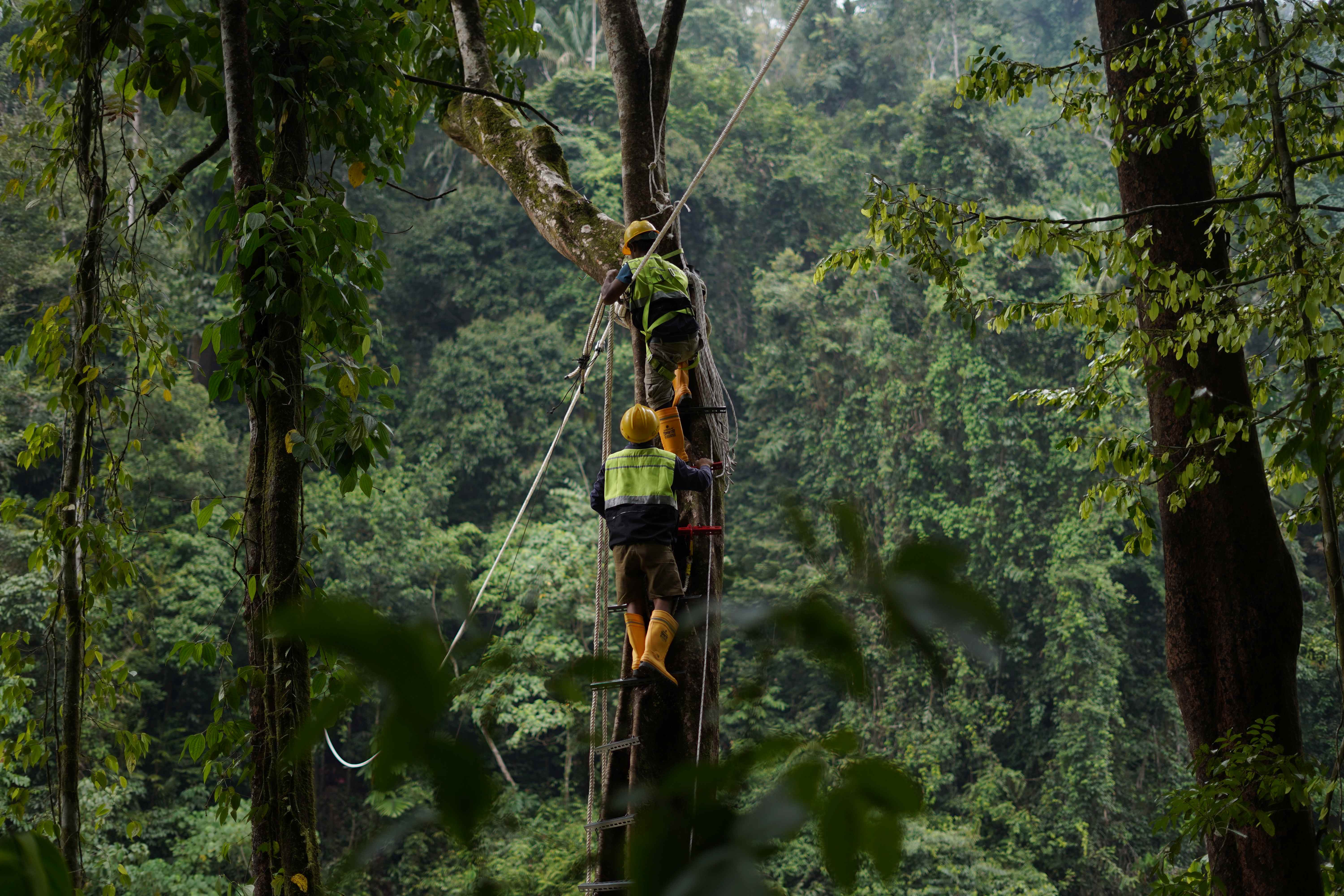 Lindungi Konektivitas Habitat, PT NSHE Tambah Tiga Jembatan Arboreal di Batang Toru